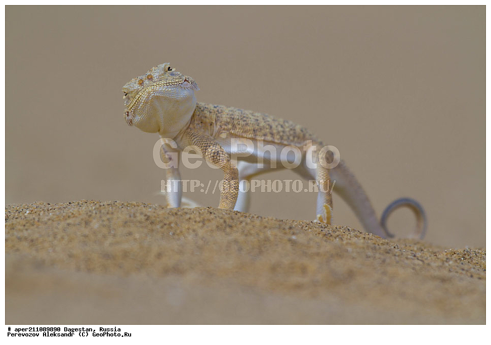 ����������� ������, ��������, ������, ��������, ��������, ������� �������������, Phrynocephalus mystaceus, ��������, �����, �������, , , ��������������, ��������������, ��������, ��������, �������, �������, XYZ, ��������, Agamidae