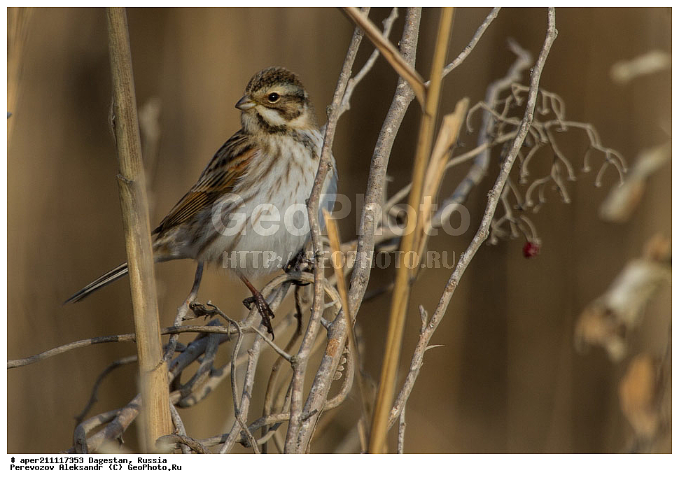 ����������� �����, ���� �����, ���������� ���������, ������, ��������, ������, ��������, ��������, �����, �����, ��������, �����������