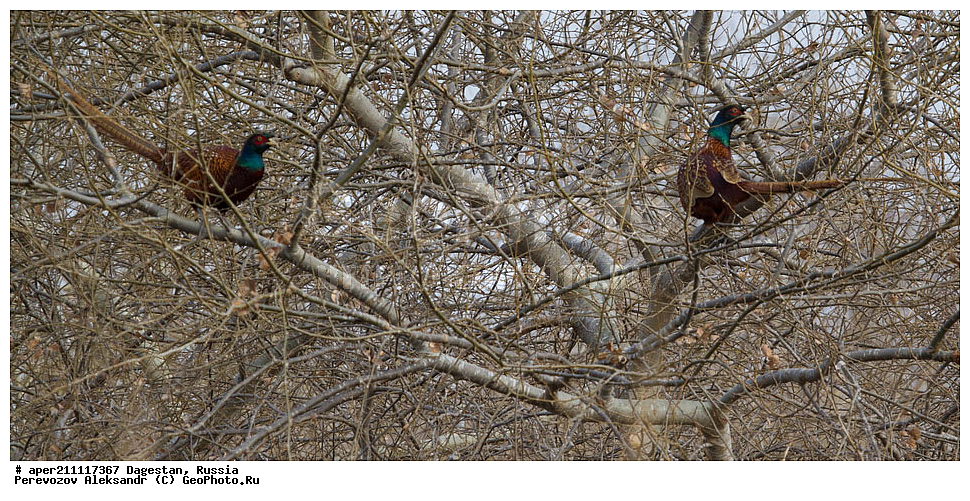 ����������� �����, ���� �����, ���������� ���������, ������, ��������, ������, ��������, ��������, �����, �����, ��������, �����������, XYZ, ���������, Phasianidae, ������������ �����, ���������� �����, Phasianus colchicus