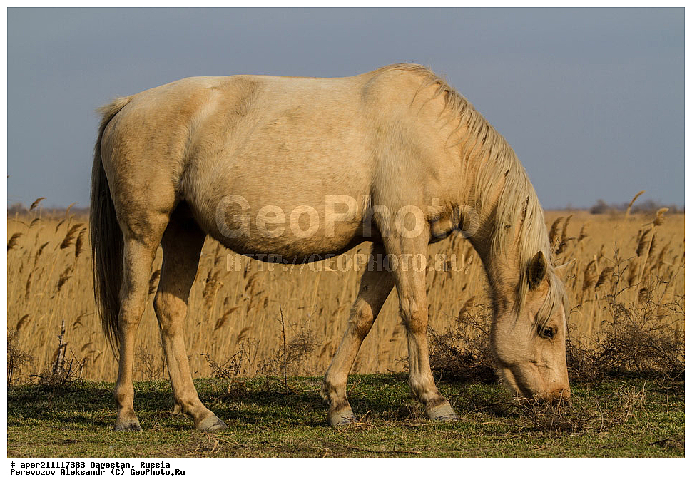 ������, ��������� �� ���� ���������� ����������� �����, ���� �����, ���������� ���������, ������, ��������, ������, ������, ��������, ��������, �������������, �������������, �����, �����, XYZ, ���������, Equidae, �������� ������, Equus ferus caballus