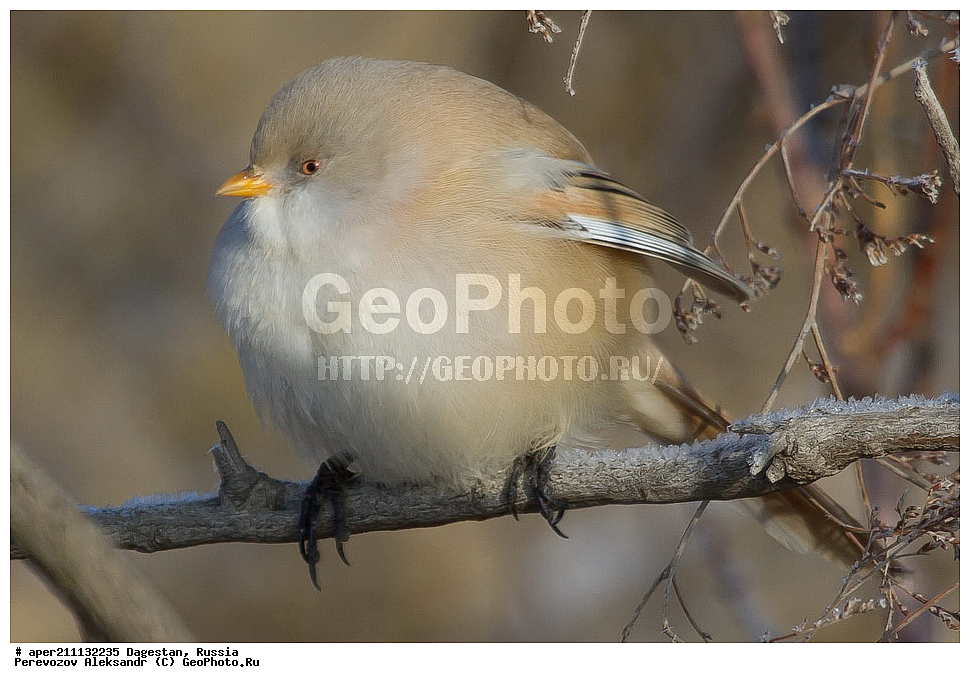 �������, ���������� �����, ���������� ���������, ������, ��������, ������, ��������, ��������, �����, �����, ��������, �����������, XYZ, ������������ ������, ���������, Paradoxornithidae, ������ ������, Panurus biarmicus