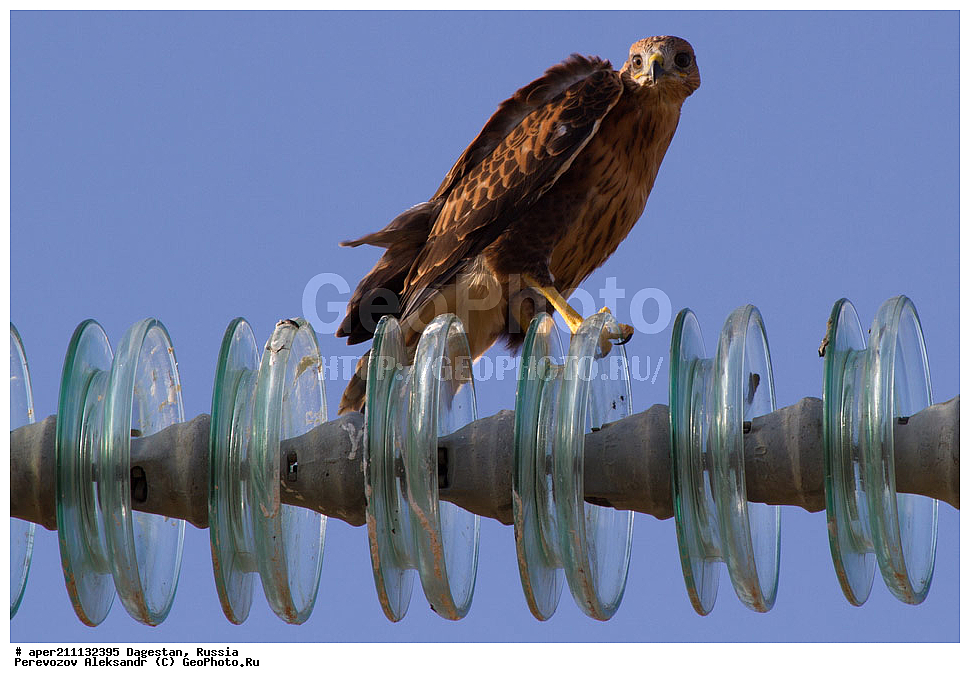 ����, ���������� �����, ���������� ���������, ������, ��������, ������, ��������, ��������, �����, �����, ��������, �����������, �����, ���������, , ������ �����, ������ �����, XYZ, ����������, Accipitridae, ���������, Buteo rufinus