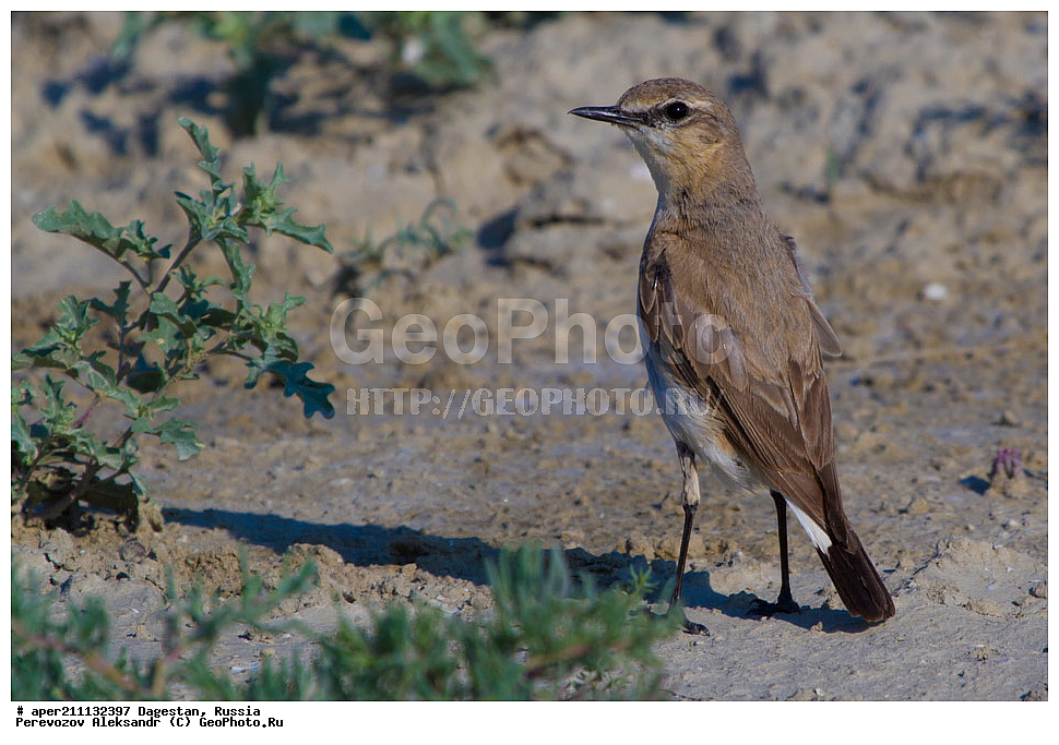 ����, ���������� �����, ���������� ���������, ������, ��������, ������, ��������, ��������, �����, �����, ��������, �����������, �������, ��������, �������-��������, XYZ, ������������, Muscicapidae