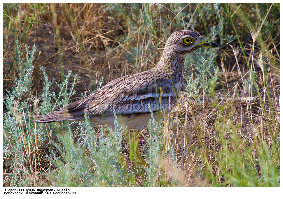 ����, ���������� �����, ���������� ���������, ������, ��������, ������, ��������, ��������, �����, �����, ��������, �����������, XYZ, ����������, Burhinidae, �������, Burhinus oedicnemus