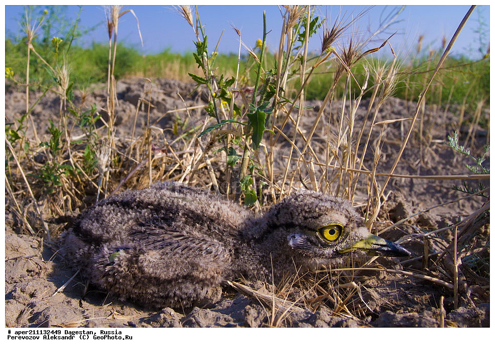 ����, ���������� �����, ���������� ���������, ������, ��������, ������, ��������, ��������, �����, �����, ��������, �����������, XYZ, ����������, Burhinidae, �������, Burhinus oedicnemus