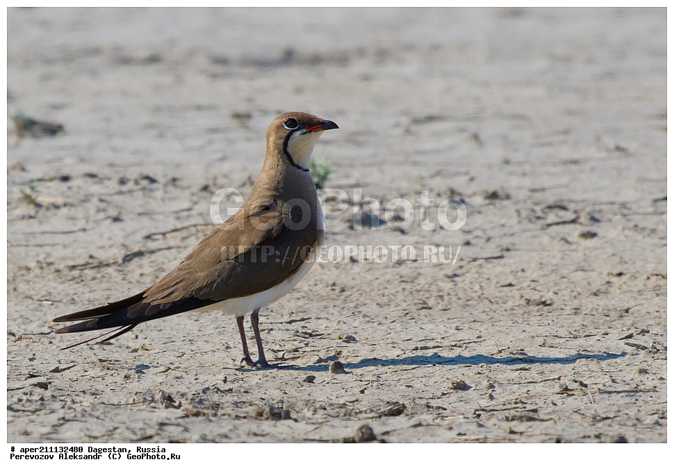 ����, ���������� �����, ���������� ���������, ������, ��������, ������, ��������, ��������, �����, �����, ��������, �����������, XYZ, �����������, Glareolidae, ������� ��������, Glareola pratincola