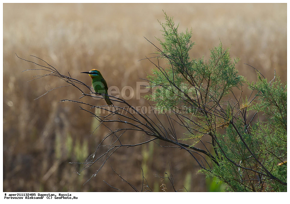 ����, ���������� �����, ���������� ���������, ������, ��������, ������, ��������, ��������, �����, �����, ��������, �����������, XYZ, ��������, Meropidae, ������ �����, ������� �����, Merops persicus