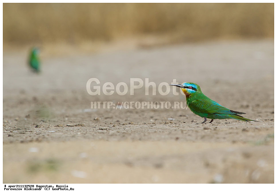 ����, ���������� �����, ���������� ���������, ������, ��������, ������, ��������, ��������, �����, �����, ��������, �����������, XYZ, ��������, Meropidae, ������ �����, ������� �����, Merops persicus