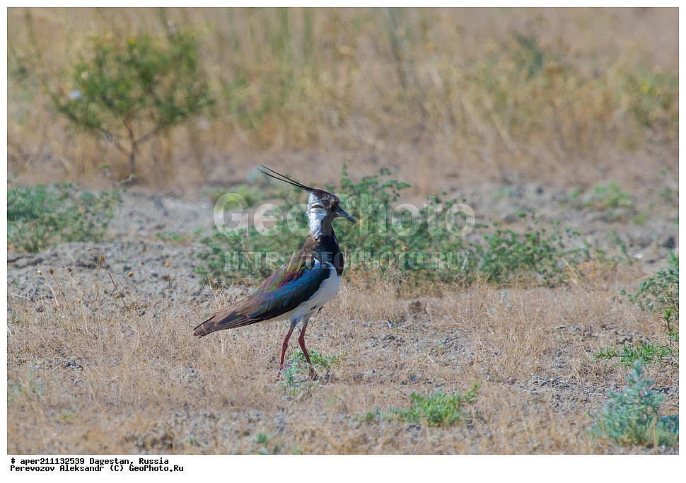 ����, ���������� �����, ���������� ���������, ������, ��������, ������, ��������, ��������, �����, �����, ��������, �����������, �����, ������, XYZ, ���������, Charadriidae, �����, ��������, Vanellus vanellus