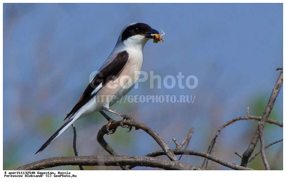 ����, ���������� �����, ���������� ���������, ������, ��������, ������, ��������, ��������, �����, �����, ��������, �����������, XYZ, �������������, Laniidae, ���������� ���������, ������� ���������, Lanius minor