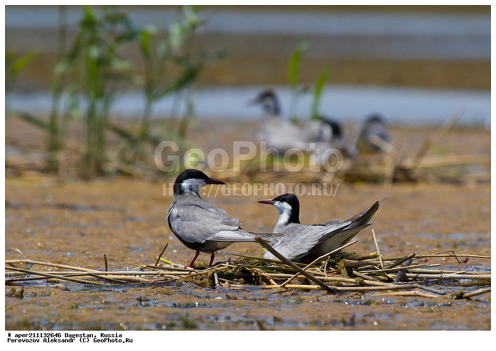 ����, ���������� �����, ���������� ���������, ������, ��������, ������, ��������, ��������, �����, �����, ��������, �����������, ������� �����, ������� �����, XYZ, ���������, Sternidae, ��������� �������� ������, ��������� ������, ��������� ������, ��������� �������� ������, ������ ������, Chlidonias hybrida, Chlidonias hybridus