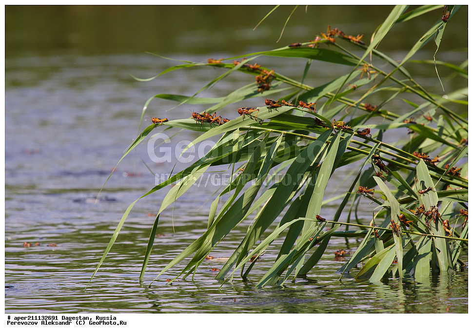 ����, ���������� �����, ���������� ���������, ������, ��������, ������, ��������, ��������, ���������, ������, �������, ������, ���������, ���������� �������, ��������� �������, ��������������, �������������, ��������������