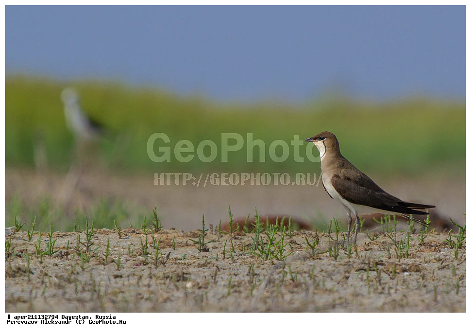 ����, ���������� �����, ���������� ���������, ������, ��������, ������, ��������, ��������, �����, �����, ��������, �����������, XYZ, �����������, Glareolidae, ������� ��������, Glareola pratincola