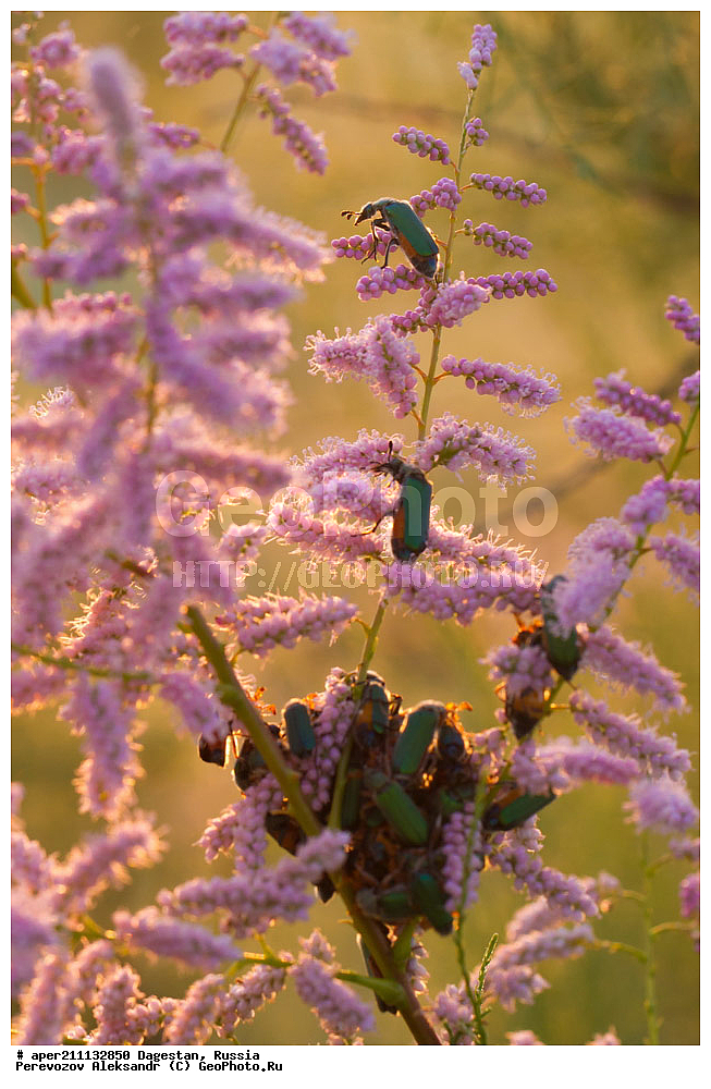 ���������� �����, ���������� ���������, ������, ��������, ������, ��������, ��������, ��������������, �������������, ��������������