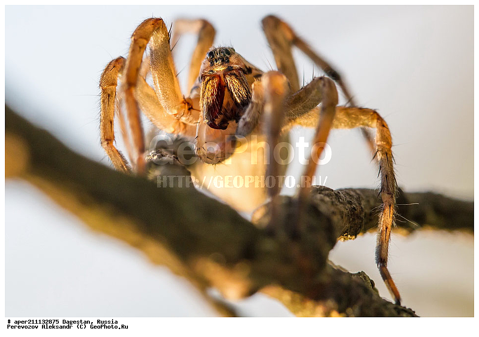 ���������� �����, ���������� ���������, ������, ��������, ������, ��������, ��������, ��������������, �������������, ��������������