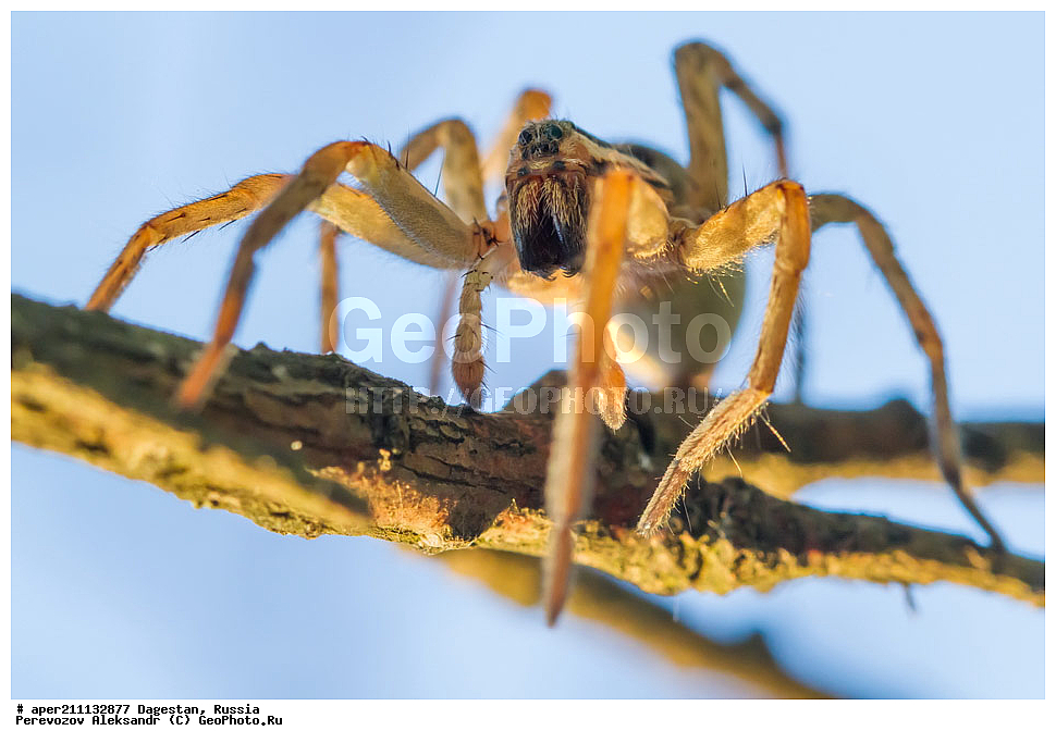 ���������� �����, ���������� ���������, ������, ��������, ������, ��������, ��������, ��������������, �������������, ��������������