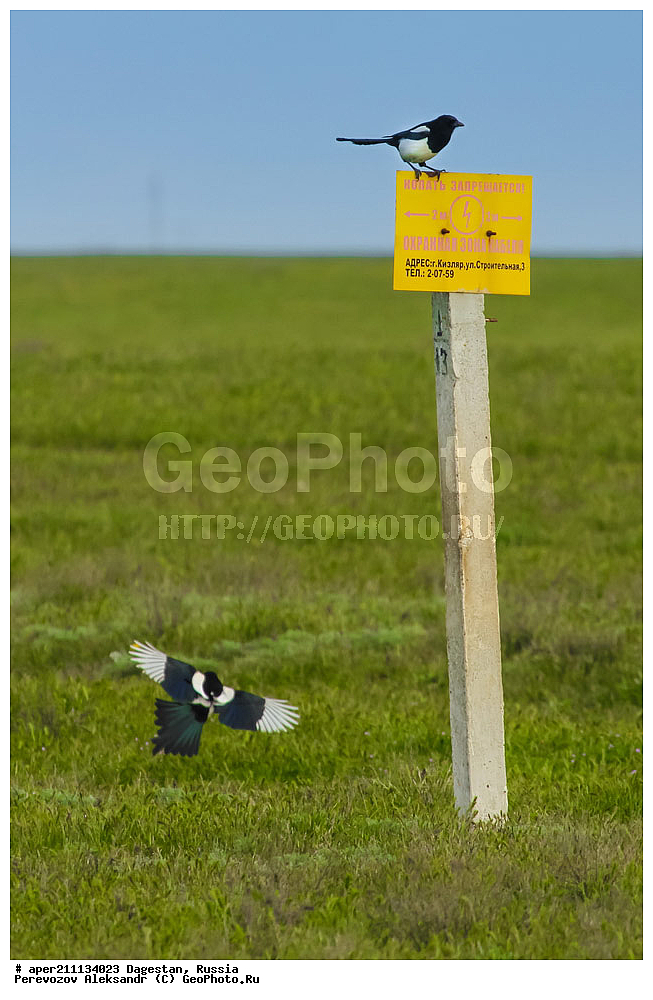  �����, ���������� �����, ���������� ���������, ������, ��������, ������, ��������, ��������, �����, �����, ��������, �����������, XYZ, ��������, ���������, Corvidae, ������, Pica pica