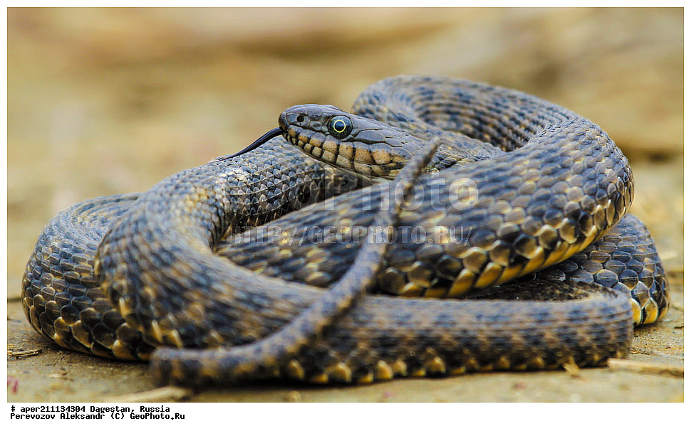 ���������� �����, ���������� ���������, ������, ��������, ������, ��������, ��������, ��������, ��������, ��������������, ��������������, ��������, ��������, ����, ����, XYZ, �����������, Colubridae, ������� ��, Natrix tessellata