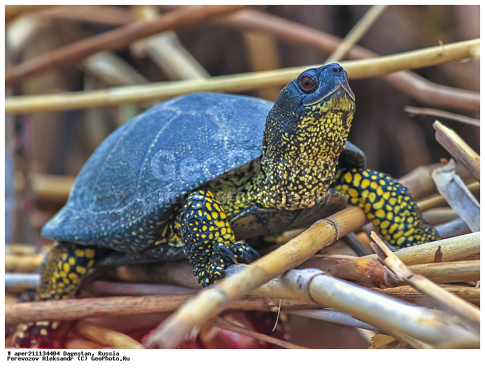 ���������� �����, ���������� ���������, ������, ��������, ������, ��������, ��������, ����������� �������� ��������, Emys orbicularis, ��������������, ��������, ��������������, ��������������, ��������, ��������, XYZ, ������������ ������������ ��������, Emydidae, ����������� �������� ��������, Emys orbicularis, Testudo orbicularis, Emys iberica