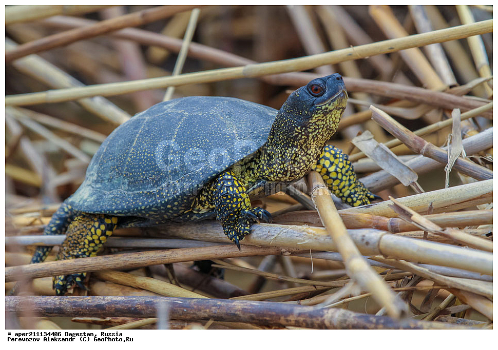 ���������� �����, ���������� ���������, ������, ��������, ������, ��������, ��������, ����������� �������� ��������, Emys orbicularis, ��������������, ��������, ��������������, ��������������, ��������, ��������, XYZ, ������������ ������������ ��������, Emydidae, ����������� �������� ��������, Emys orbicularis, Testudo orbicularis, Emys iberica