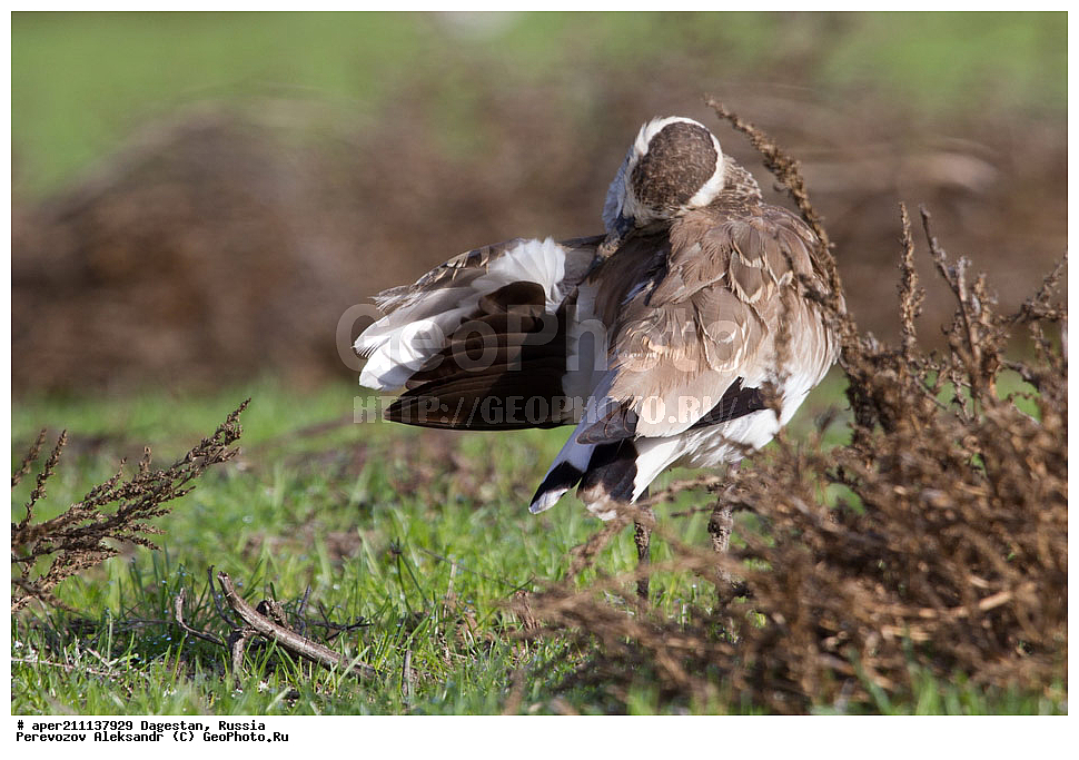  �����, ���������� �����, ���������� ���������, ������, ��������, ������, ��������, ��������, �����, �����, ��������, �����������, XYZ, ���������, Charadriidae, ��������, ��������, ������� ��������, Vanellus gregarius, Chettusia gregaria, �����, ������