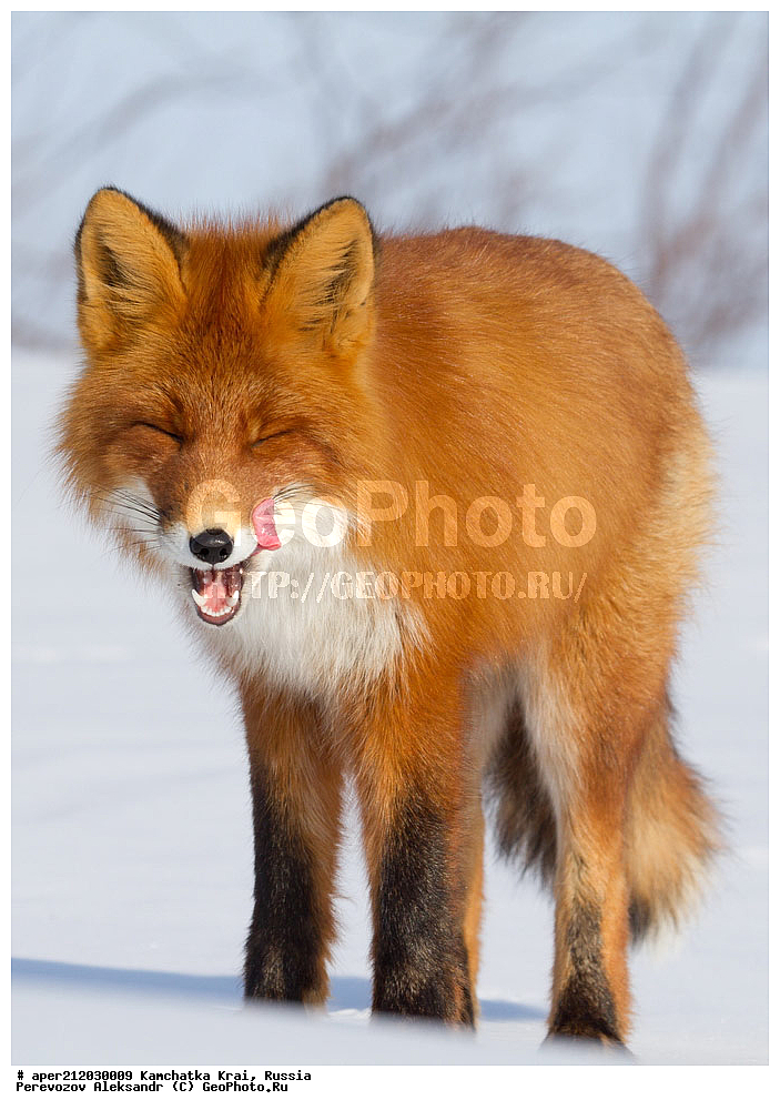 ���������� ��������, ���������� ����, ��������� ����������, ��������, ��������, �������������, �������������, �����, �����, �������, ������ XYZ, ������, �������, ������, Canidae, ������������ ������, ����� ������, ����, Vulpes Vulpes, �������