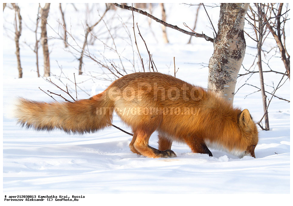 ���������� ��������, ���������� ����, ��������� ����������, ��������, ��������, �������������, �������������, �����, �����, �������, ������ XYZ, ������, �������, ������, Canidae, ������������ ������, ����� ������, ����, Vulpes vulpes