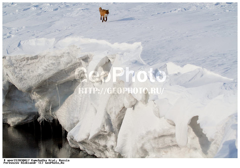 ���������� ��������, ���������� ����, ��������� ����������, ��������, ��������, �������������, �������������, �����, �����, �������, ������ XYZ, ������, �������, ������, Canidae, ������������ ������, ����� ������, ����, Vulpes vulpes