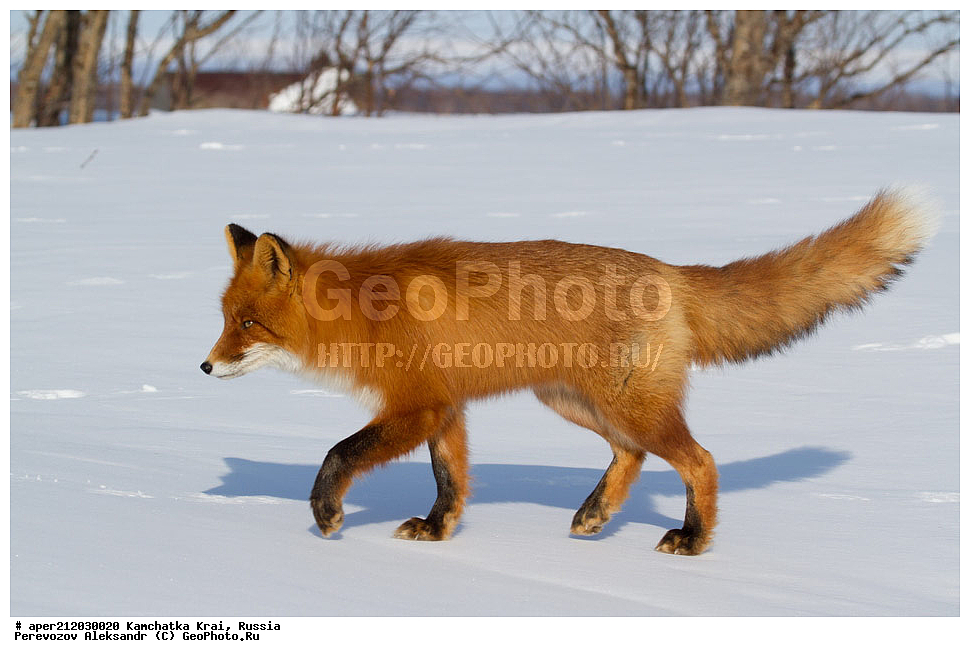 ���������� ��������, ���������� ����, ��������� ����������, ��������, ��������, �������������, �������������, �����, �����, �������, ������ XYZ, ������, �������, ������, Canidae, ������������ ������, ����� ������, ����, Vulpes Vulpes, �������