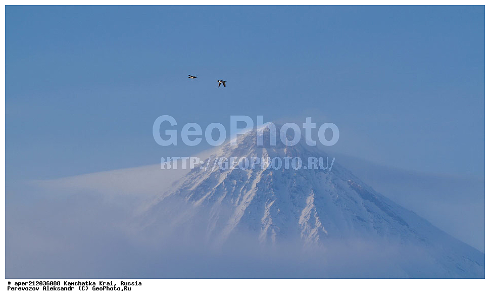 ���������� ��������, ���������� ����, ��������� ����������, �����, ������, ���, ��������� ������, ������, ������, Bucephala clangula