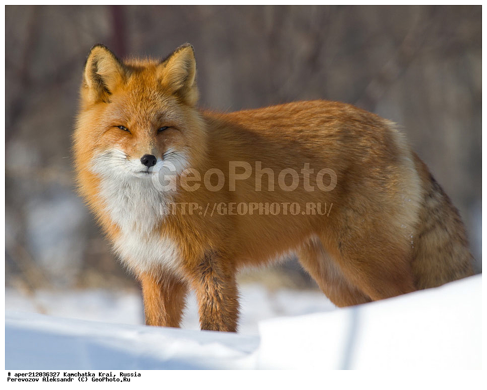 ���������� ��������, ���������� ����, ��������� ����������, ��������, ��������, �������������, �������������, �����, �����, �������, ������ XYZ, ������, �������, ������, Canidae, ������������ ������, ����� ������, ����, Vulpes Vulpes, �������