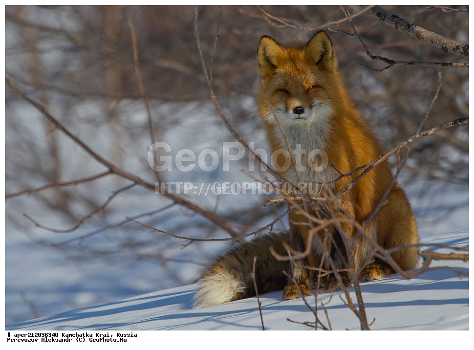 ���������� ��������, ���������� ����, ��������� ����������, ��������, ��������, �������������, �������������, �����, �����, �������, ������ XYZ, ������, �������, ������, Canidae, ������������ ������, ����� ������, ����, Vulpes Vulpes, �������