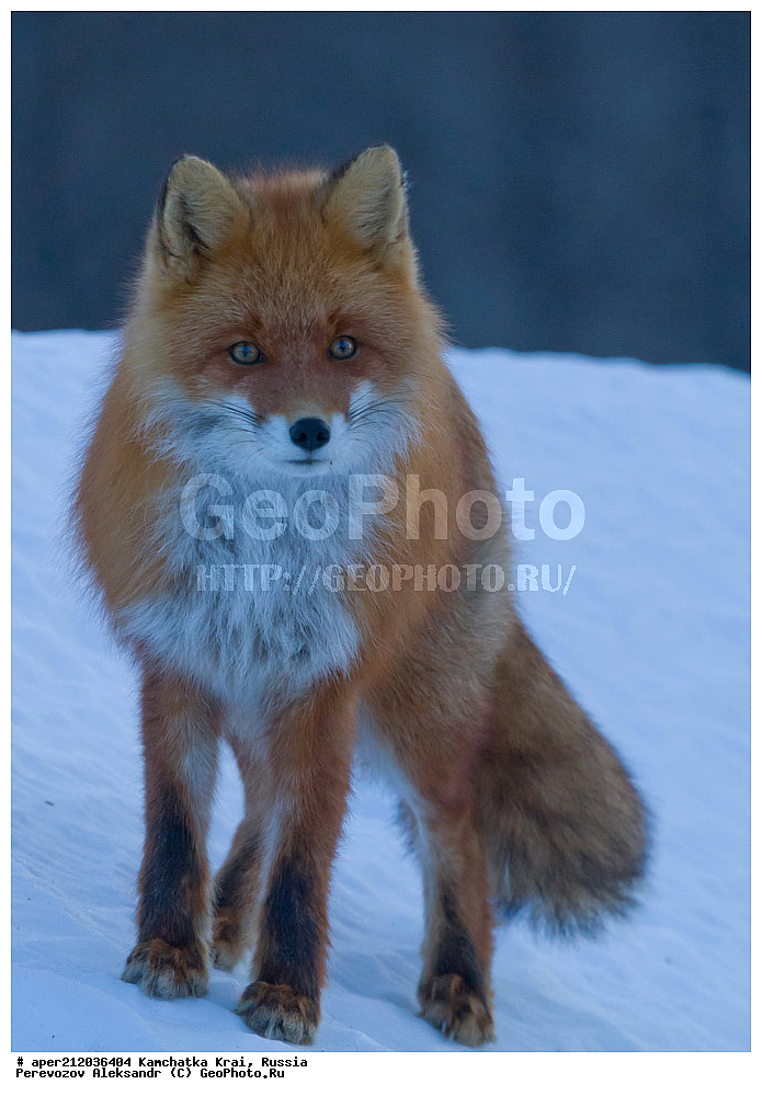 ���������� ��������, ���������� ����, ��������� ����������, ��������, ��������, �������������, �������������, �����, �����, �������, ������ XYZ, ������, �������, ������, Canidae, ������������ ������, ����� ������, ����, Vulpes Vulpes, �������