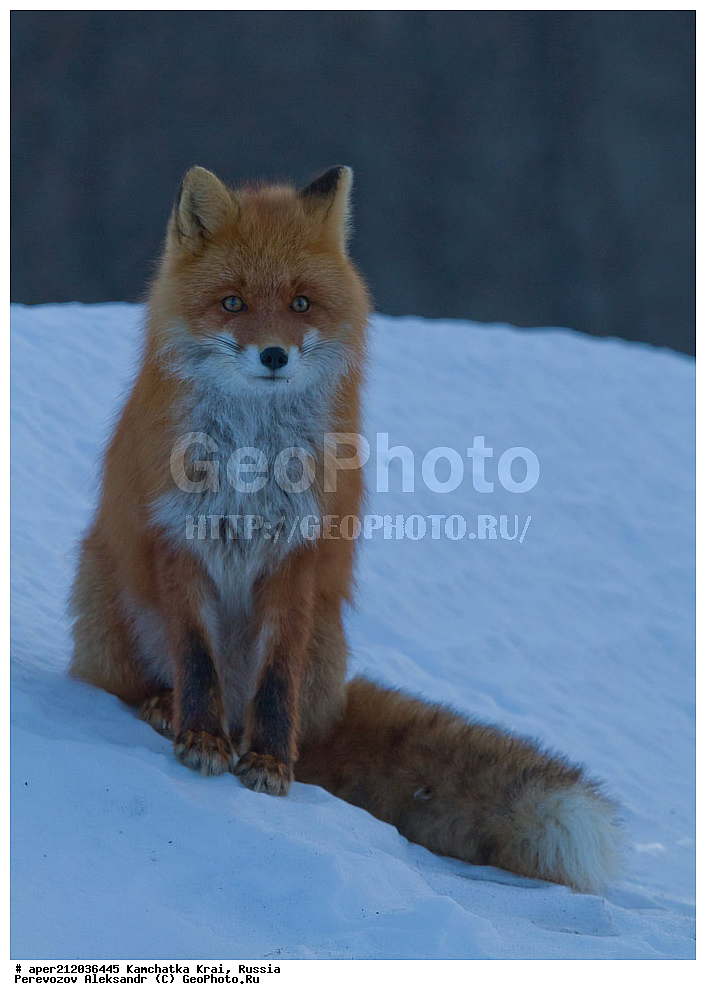 ���������� ��������, ���������� ����, ��������� ����������, ��������, ��������, �������������, �������������, �����, �����, �������, ������ XYZ, ������, �������, ������, Canidae, ������������ ������, ����� ������, ����, Vulpes Vulpes, �������