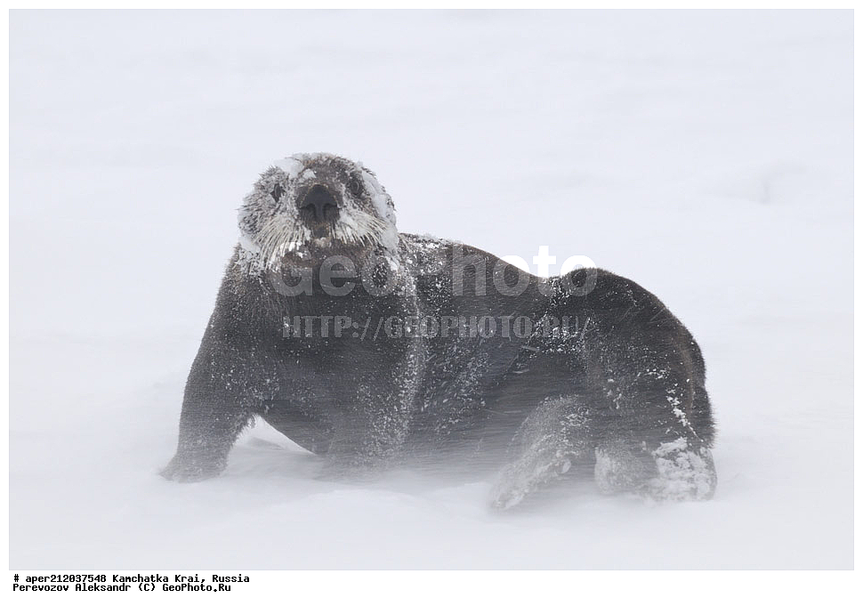 ���������� ��������, ���������� ����, ��������� ����������, ��������, ��������, �������������, �������������, �����, �����, �������, ������ XYZ, �����, ���������, Mustelidae, �����, Enhydra lutris, ��, ���, ���������, ����� �����
