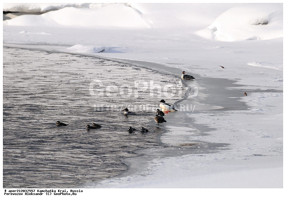 ���������� ��������, ���������� ����, ��������� ����������, �����, �����, ��������, ��������, �����, �����, ��������, �����������, �����������������, ������������� �����, ������������� �����, XYZ,  ������, Anatidae, ���������, Histrionicus histrionicus