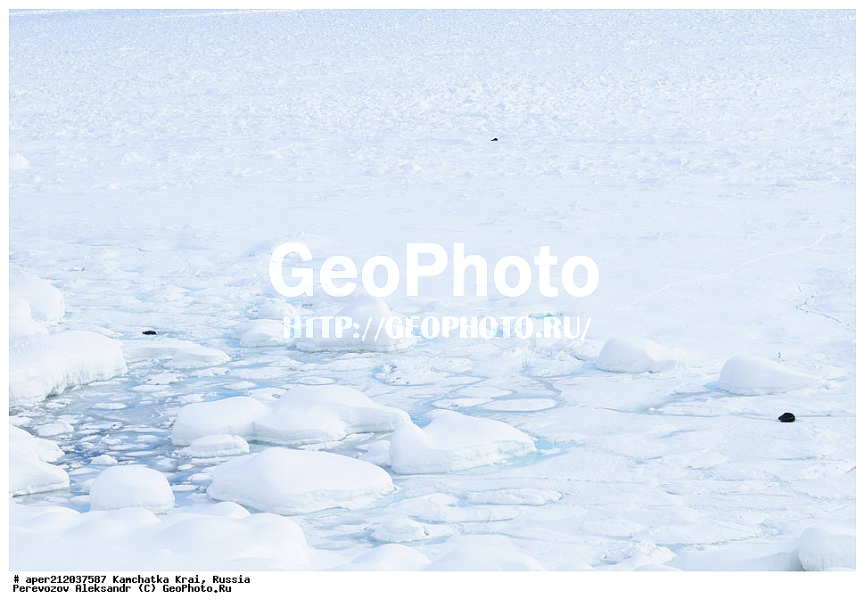 ���������� ��������, ���������� ����, ��������� ����������, ��������, ��������, �������������, �������������, �����, �����, �������, ������ XYZ, �����, ���������, Mustelidae, �����, Enhydra lutris, ��, ���, ���������, ����� �����