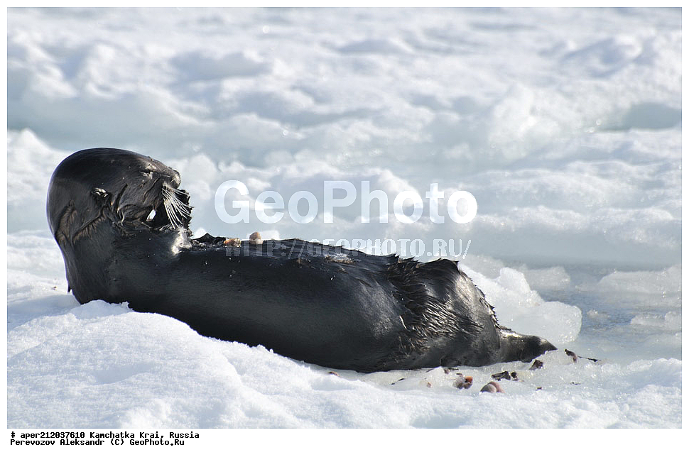 ���������� ��������, ���������� ����, ��������� ����������, ��������, ��������, �������������, �������������, �����, �����, �������, ������ XYZ, �����, ���������, Mustelidae, �����, Enhydra lutris, ��, ���, ���������, ����� �����