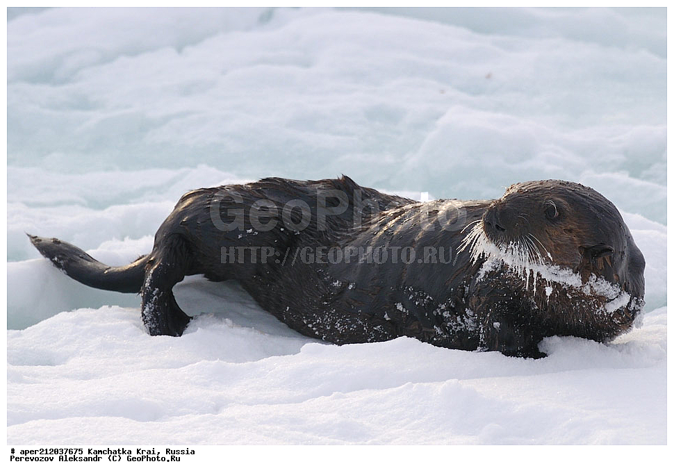 ���������� ��������, ���������� ����, ��������� ����������, ��������, ��������, �������������, �������������, �����, �����, �������, ������ XYZ, �����, ���������, Mustelidae, �����, Enhydra lutris, ��, ���, ���������, ����� �����