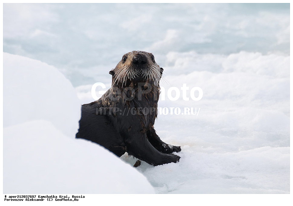 ���������� ��������, ���������� ����, ��������� ����������, ��������, ��������, �������������, �������������, �����, �����, �������, ������ XYZ, �����, ���������, Mustelidae, �����, Enhydra lutris, ��, ���, ���������, ����� �����