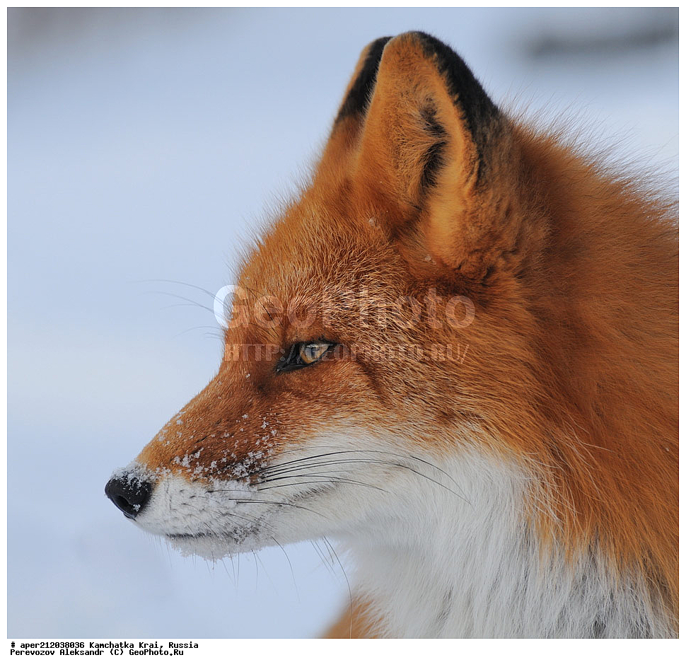 ���������� ��������, ���������� ����, ��������� ����������, ��������, ��������, �������������, �������������, �����, �����, �������, ������ XYZ, ������, �������, ������, Canidae, ������������ ������, ����� ������, ����, Vulpes Vulpes, �������