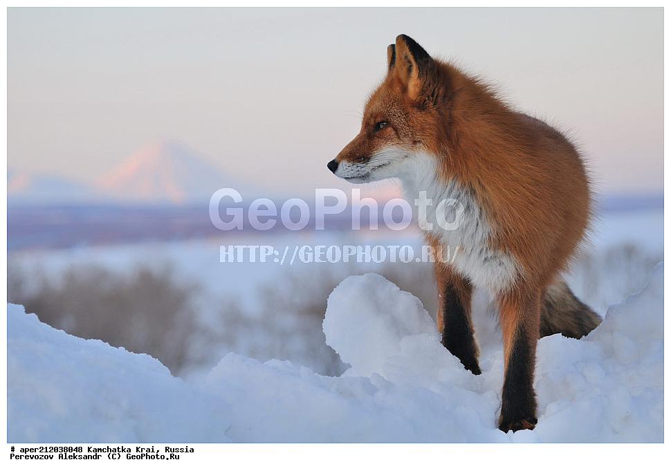 ���������� ��������, ���������� ����, ��������� ����������, ��������, ��������, �������������, �������������, �����, �����, �������, ������ XYZ, ������, �������, ������, Canidae, ������������ ������, ����� ������, ����, Vulpes Vulpes, �������