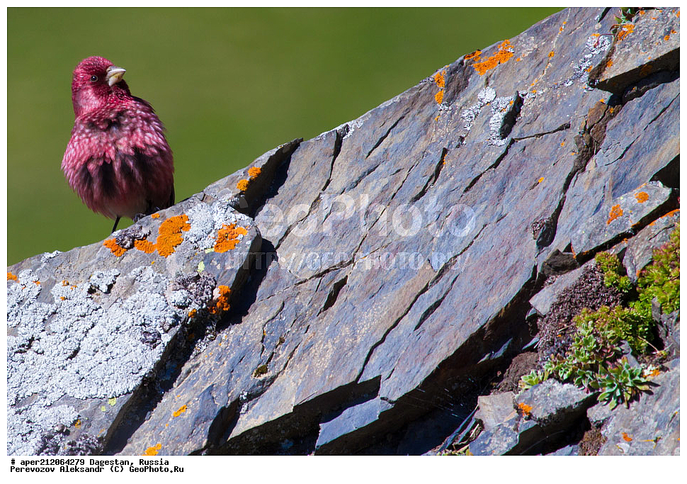 ����� �����������, ������������ ��������, ��������, ������, ��������, ��������, �����, �����, ��������, �����������, XYZ, ���������, Fringillidae, ������� ��������, Carpodacus rubicilla