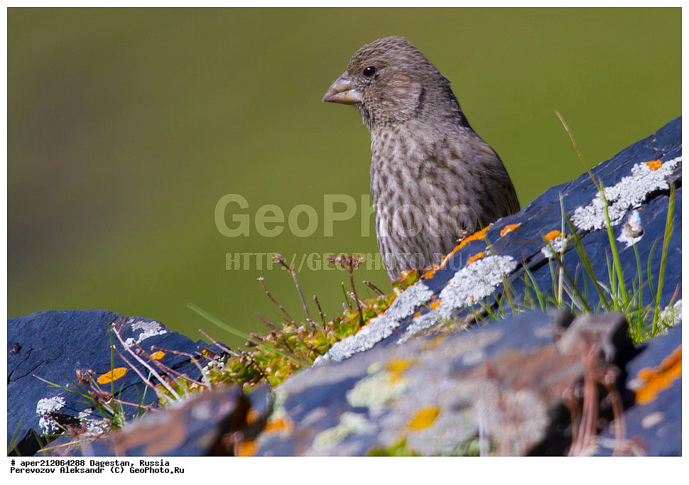 ����� �����������, ������������ ��������, ��������, ������, ��������, ��������, �����, �����, ��������, �����������, XYZ, ���������, Fringillidae, ������� ��������, Carpodacus rubicilla