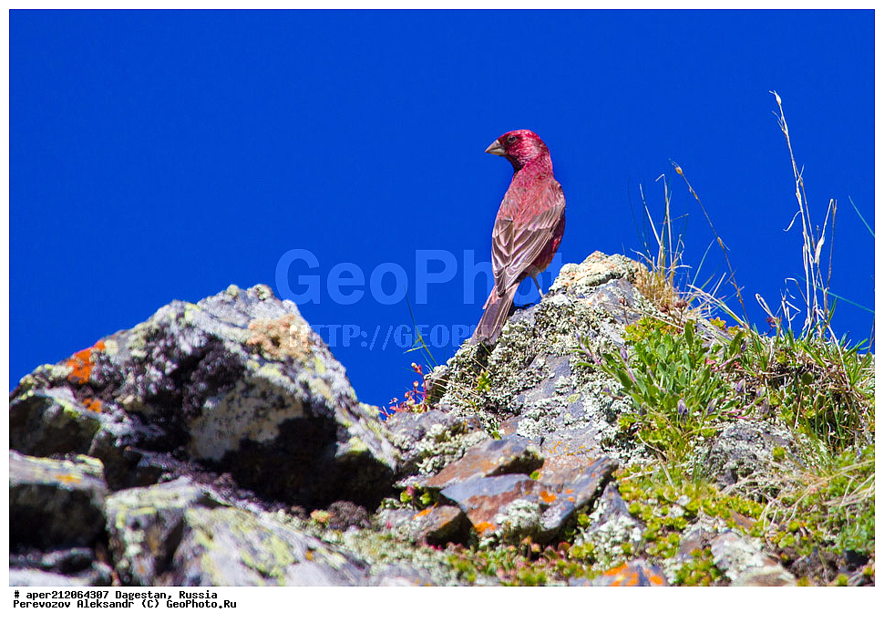 ����� �����������, ������������ ��������, ��������, ������, ��������, ��������, �����, �����, ��������, �����������, XYZ, ���������, Fringillidae, ������� ��������, Carpodacus rubicilla