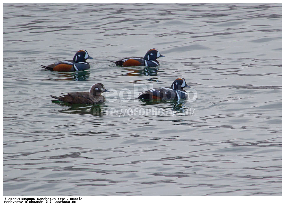 ��������, ��������, �����, �����, ��������, �����������, �����������������, ������������� �����, ������������� �����, XYZ, ���������� ��������, ���������� ����, ������, Anatidae, ���������, Histrionicus histrionicus