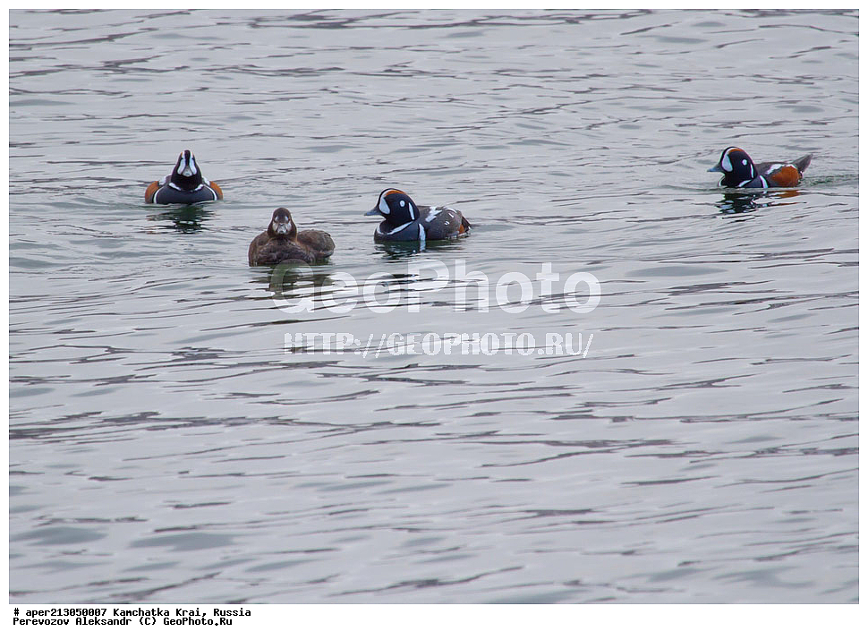 ��������, ��������, �����, �����, ��������, �����������, �����������������, ������������� �����, ������������� �����, XYZ, ���������� ��������, ���������� ����, ������, Anatidae, ���������, Histrionicus histrionicus