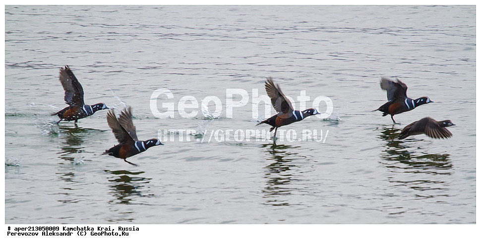 ��������, ��������, �����, �����, ��������, �����������, �����������������, ������������� �����, ������������� �����, XYZ, ���������� ��������, ���������� ����, ������, Anatidae, ���������, Histrionicus histrionicus