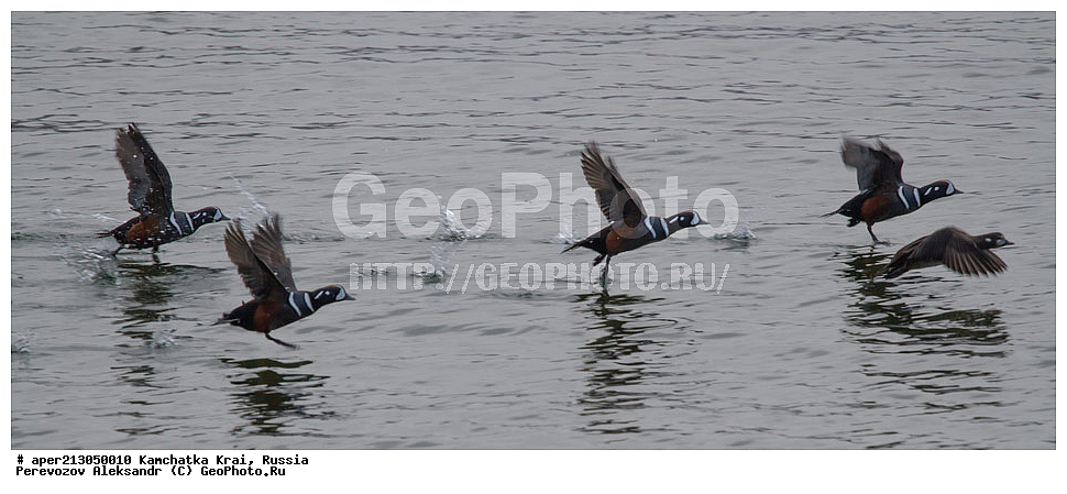 ��������, ��������, �����, �����, ��������, �����������, �����������������, ������������� �����, ������������� �����, XYZ, ���������� ��������, ���������� ����, ������, Anatidae, ���������, Histrionicus histrionicus