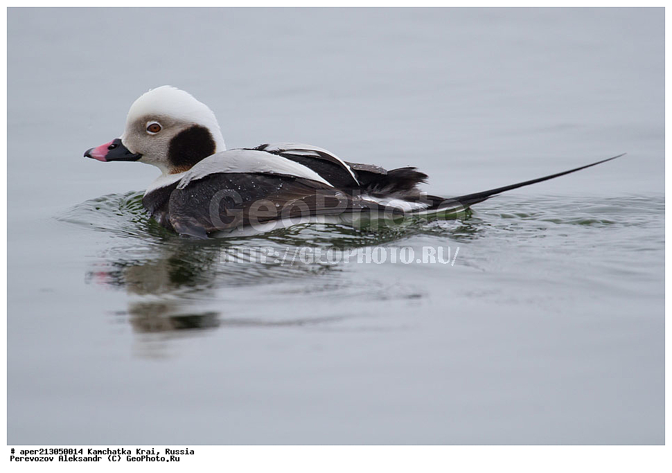 ��������, ��������, �����, �����, ��������, �����������, �����������������, ������������� �����, ������������� �����, XYZ, ���������� ��������, ���������� ����, ������, Anatidae, �������, Clangula hyemalis